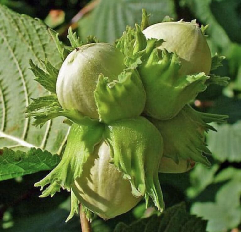 Фундук "Доріс" (Doris)