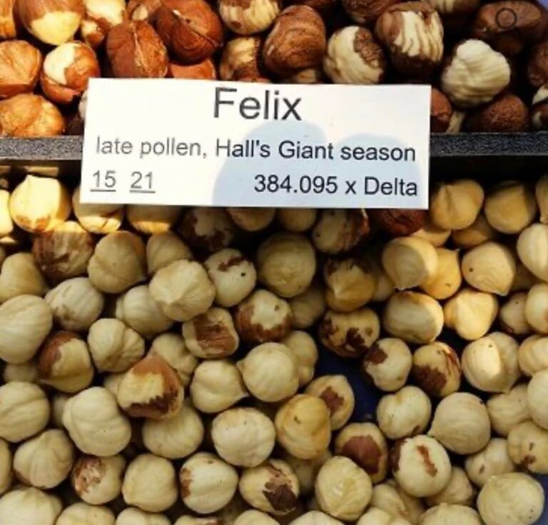 Фундук "Felix" (Фелікс)