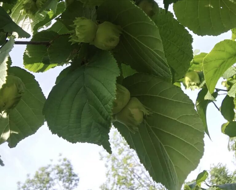 Фундук "Finder Lakes"