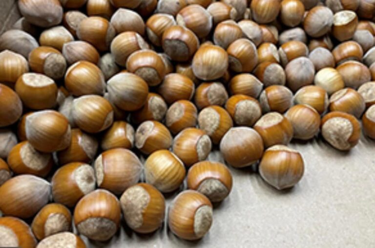 Фундук "Гантердон" (Hunterdon)