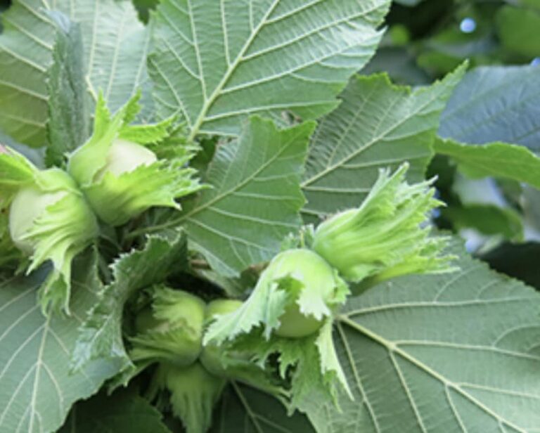 Фундук "Монмут" (Monmouth)