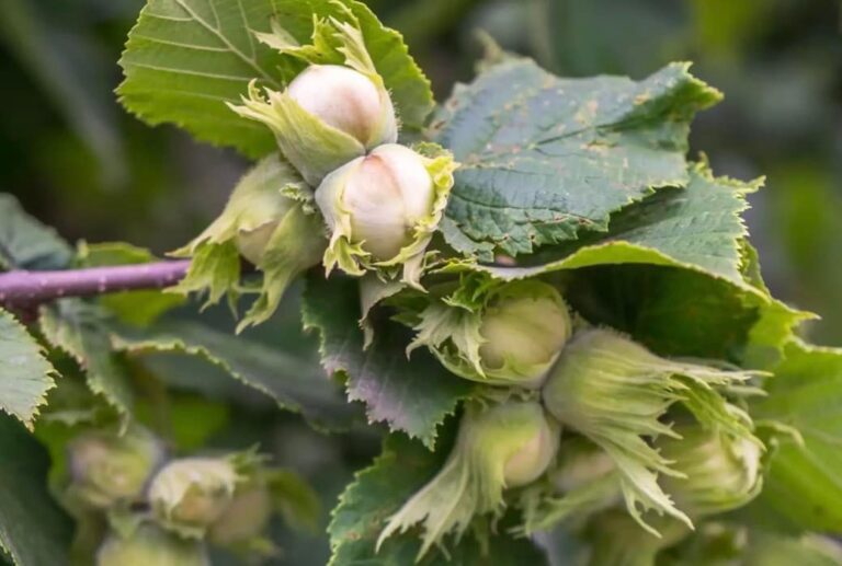 Фундук "PollyO"