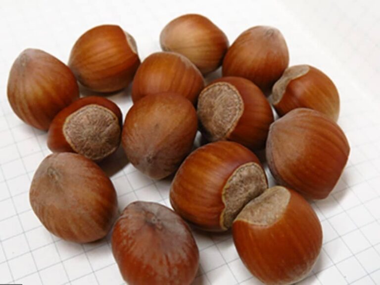 Фундук "Рарітан" (Raritan)