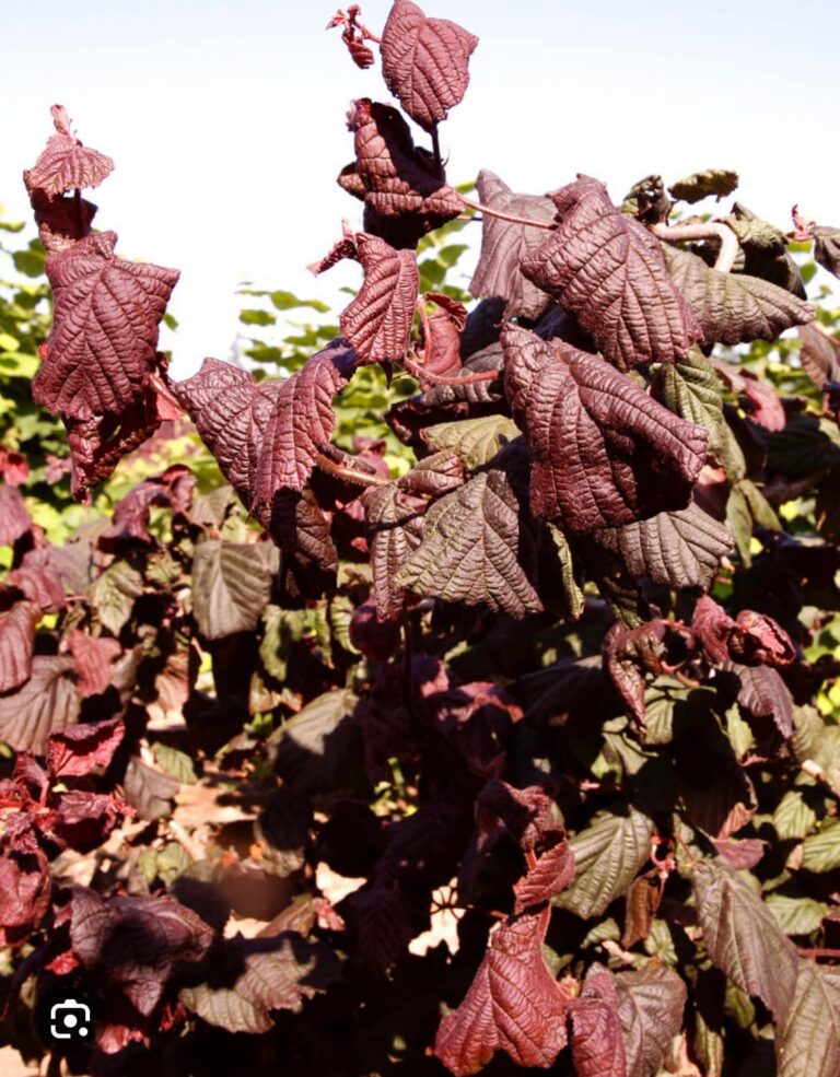 Фундук "Red Dragon" (Червоний Дракон)