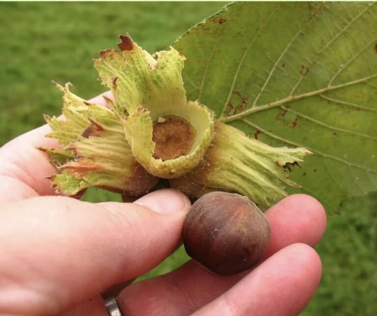 Фундук "The Beast" (Звір)