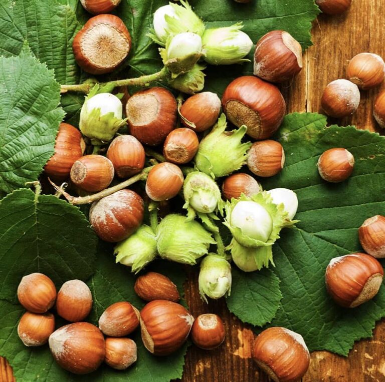 Фундук "Theta" (Тета)