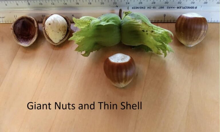 Фундук "Truxton" (Тракстон)