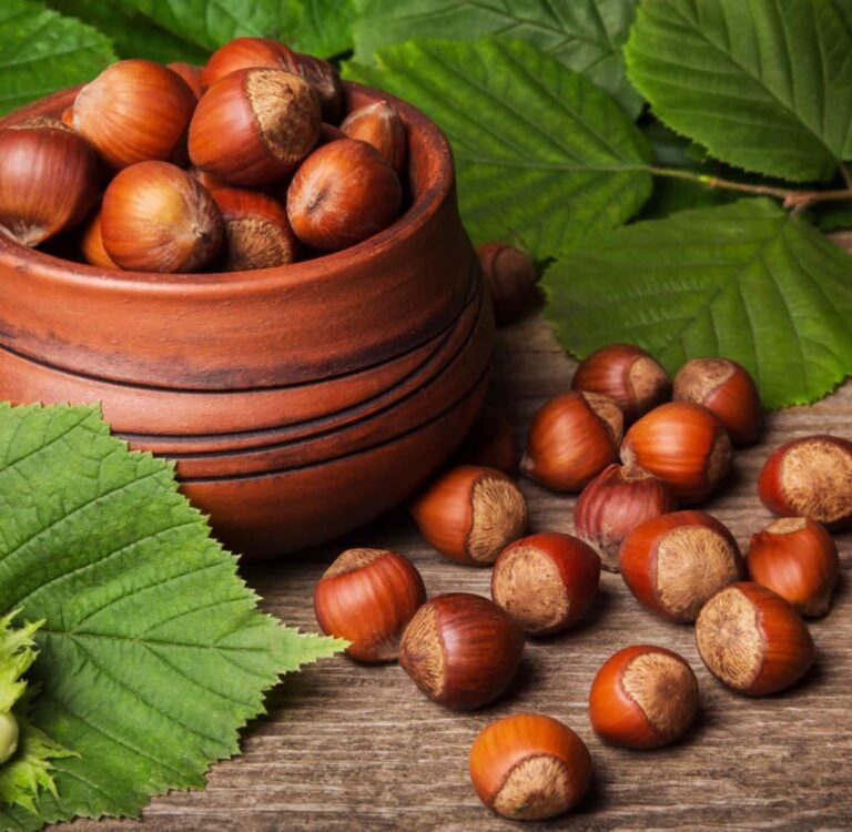 Фундук "York" (Йорк)