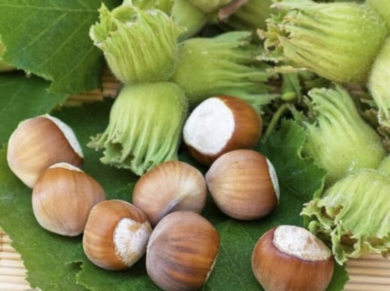 Фундук "Караманівський" (Президент)