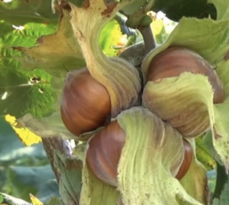 Фундук Трапезунд