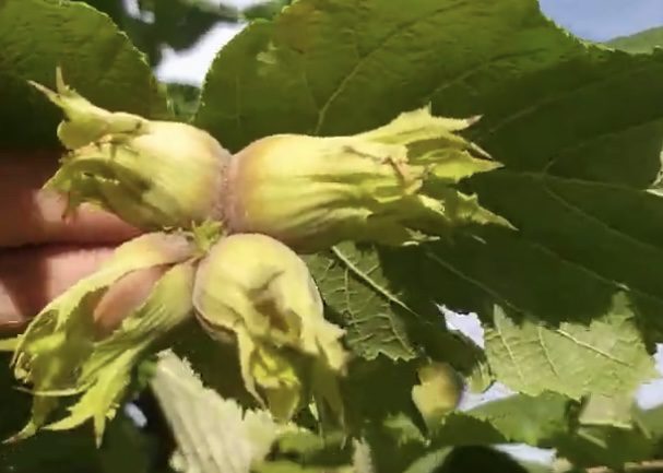 Фундук "Морозіївський" (Кавказ)