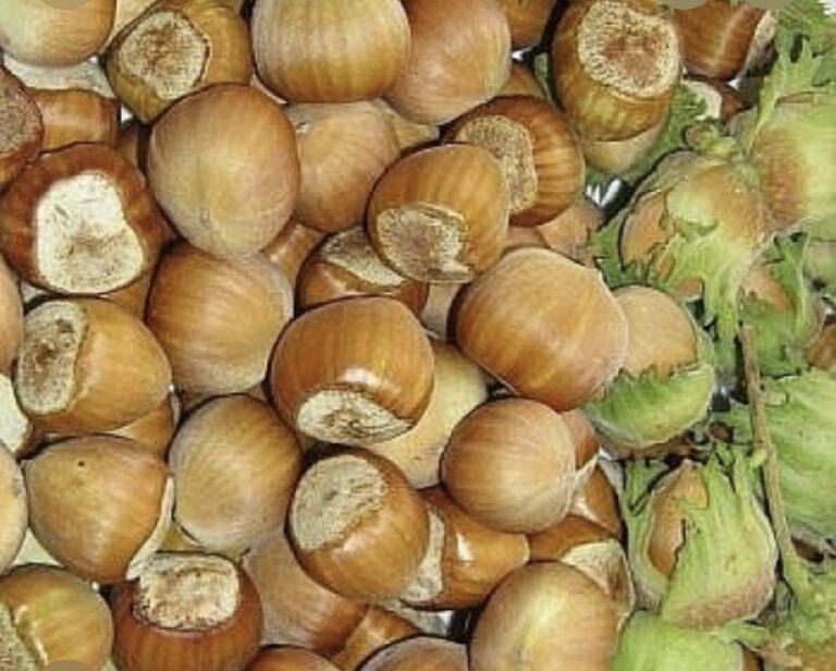 Фундук Каталонський