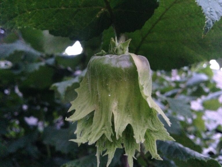 Фундук "Галле" (Гальський)