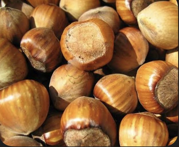 Фундук "Барселонський"