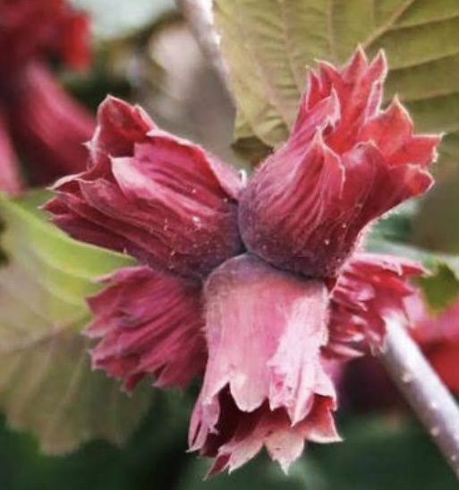 Фундук "Варшавський червонолистий"