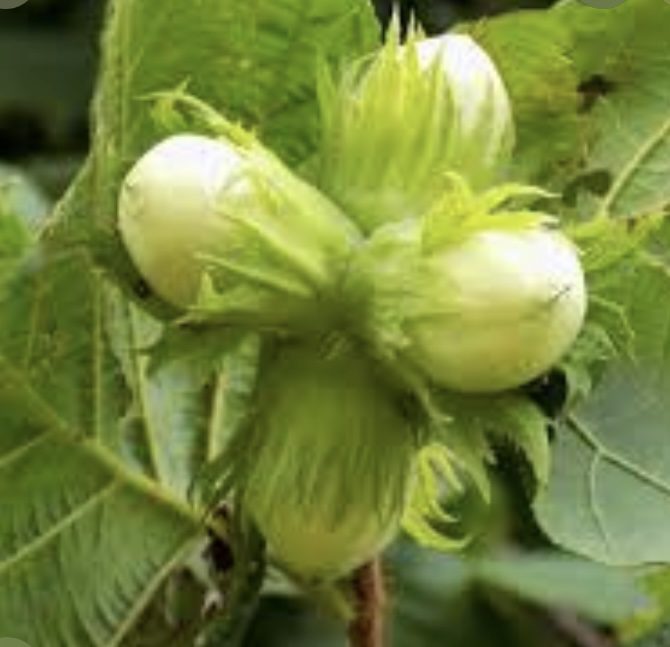 Фундук "Вебба Цінний"