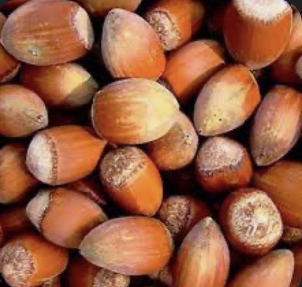 Фундук "Косфорд" (Cosford)