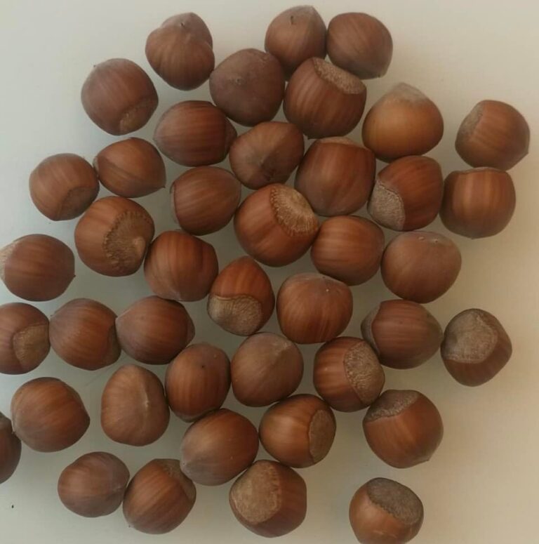 Фундук "Тонда Франческана" (Tonda Francescana)